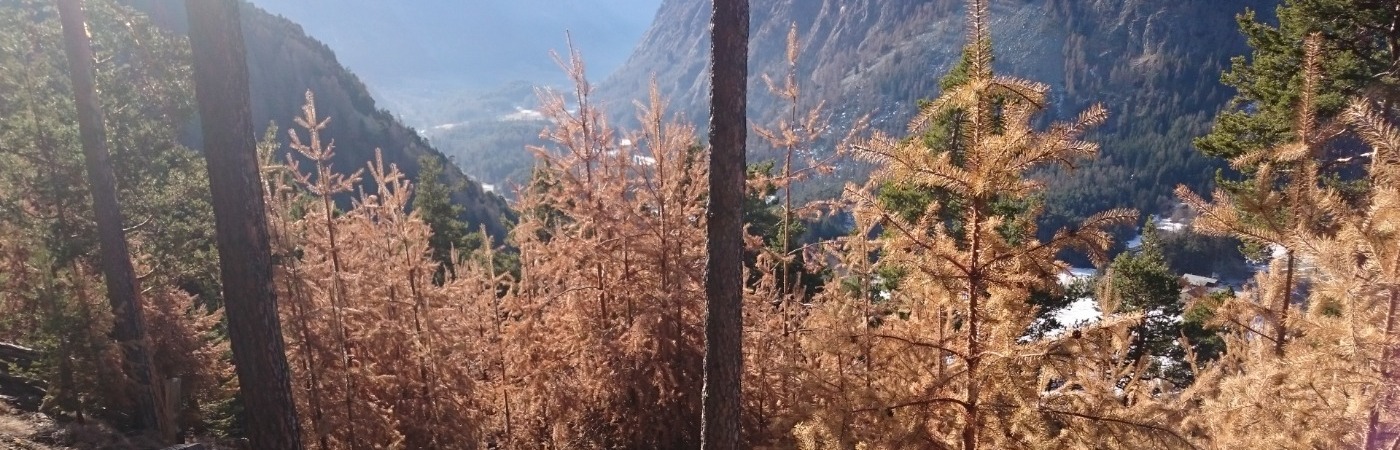 Immagine primaverile di bosco di pini attaccato da scolitidi
