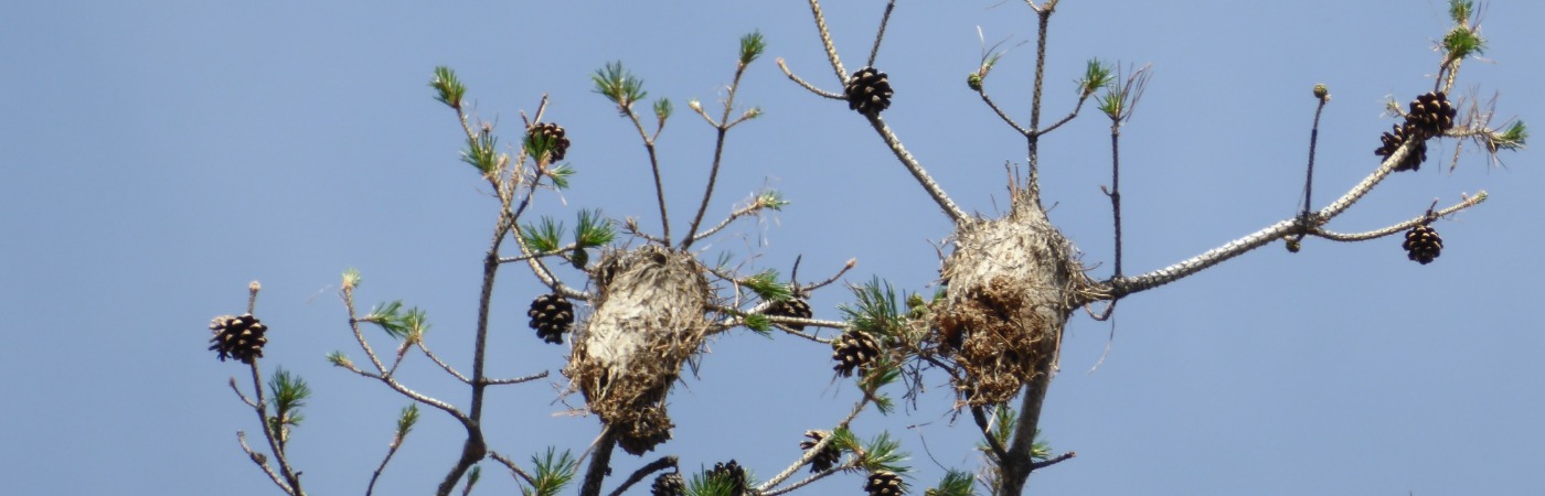 Pianta di pino defogliata dalla presenza di un nido di processionaria sulle punte